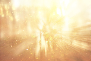 blurred abstract photo of light burst among trees and glitter bo