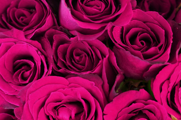 Purple pink roses bouquet as background