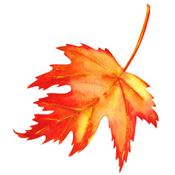 Red maple leaf as an autumn symbol