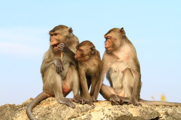 Asia monkey family is sitting on the mountain.