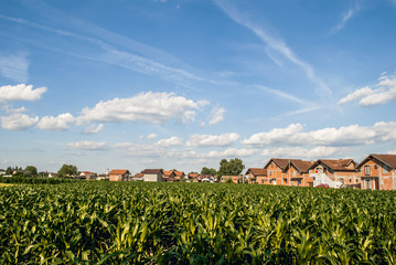 Field corn © marko