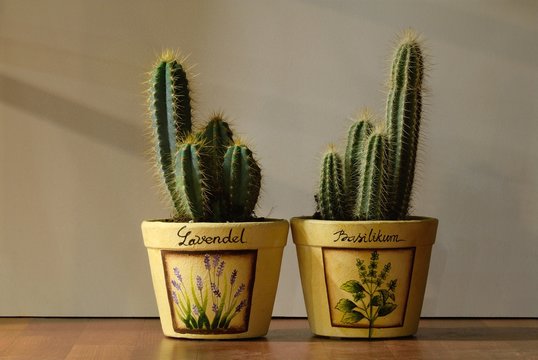 Caktus in pot