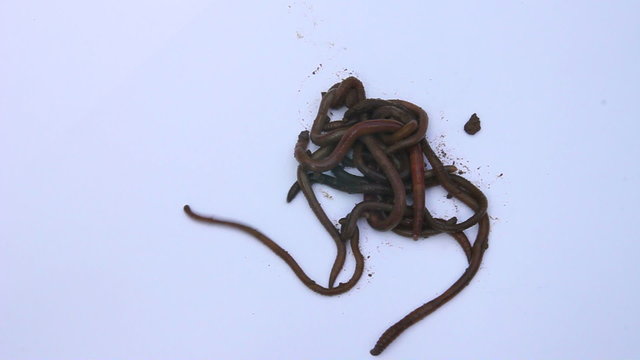 Earthworms close-up