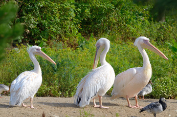 Great White Pelican