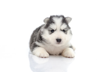 Obraz premium Cute puppy on white