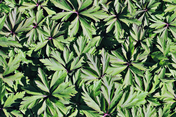 green leaves background flowers