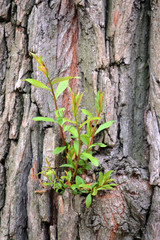 Boston Common and Public Garden, USA..