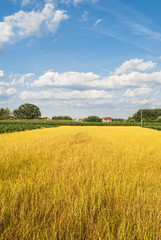 Countryside - fields and sky