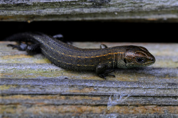 Obraz premium junge Zauneidechse (Lacertidae)