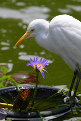 Obraz premium Egret..