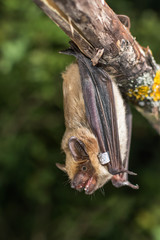 Serotine bat © Sergey Ryzhkov