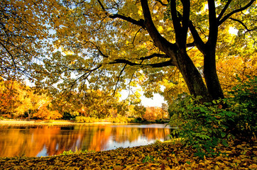 Goldener Herbst mit ruhigem See im Park :) - 68872066