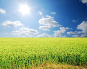 Obraz premium green grass blue sky cloud cloudy landscape background