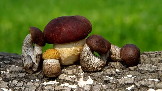 Boletus mushroom on green background