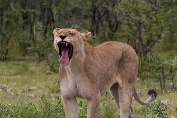 Fototapeta na wymiar Lioness yawning, Etosha National Park
