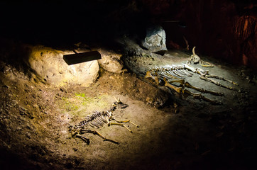 Obraz premium Skeletons of animals in the cave Emine Bair Khosar. Crimea.