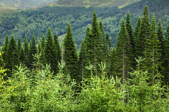 Fototapeta wald