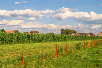 Obraz premium Corn field under cumulus clouds