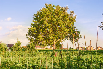 Obraz premium Organic vegetable garden