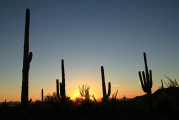 Sunset Over Saguaro National Park, Arizona, United States