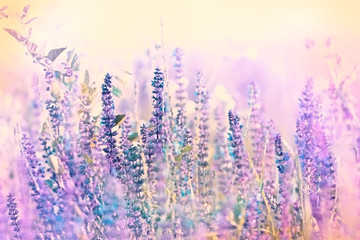 Beautiful purple meadow  flower
