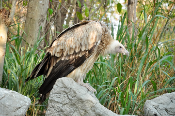 vulture