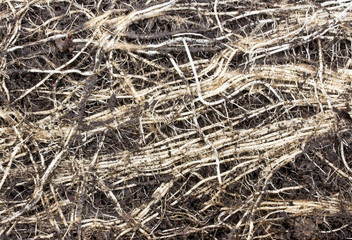 Roots of old tree without ground - organic background