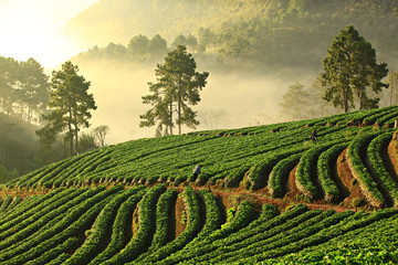 Fototapeta premium Beautiful landscape and fresh strawberries farm in winter at doi ang khang mountain, Chiangmai : Thailand