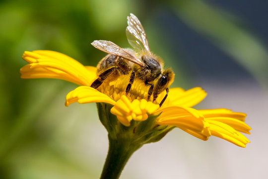 Biene genießt den Blütenstaub