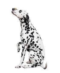 Собака далматинец с бубликом на носу