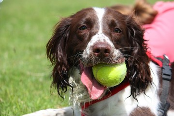 working english springer spaniel pet gundog with yellow ball