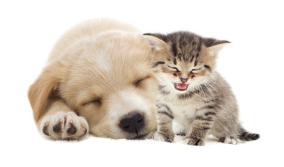 kitten and puppy together