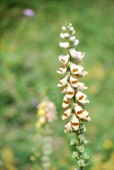 Woolly Foxglove