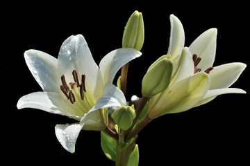 Two flowers of white lily with droplets of water in sunshine