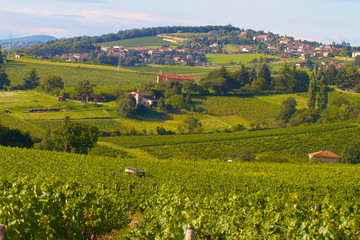 Obraz premium VIGNOLBLE BEAUJOLAIS