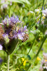 Bienen an der Bl&uuml;te