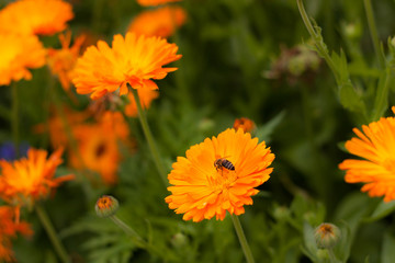 Biene auf einer Blüte