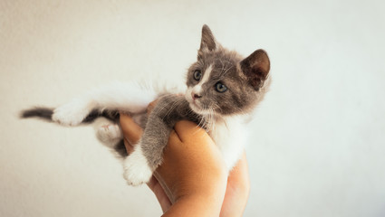 beautiful kitten relaxes in the hands