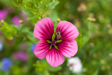 Biene auf einer Bl&uuml;te