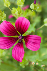 Biene auf einer Blüte