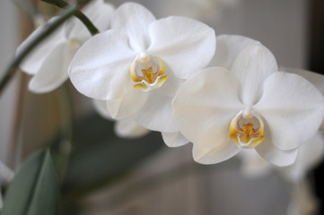 Orchid