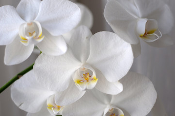 Orchid