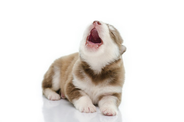 Cute puppy siberian husky howling