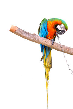 Parrot in captivity at zoo