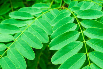 leaves green background
