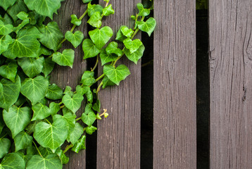 Green ivy and wood texture background