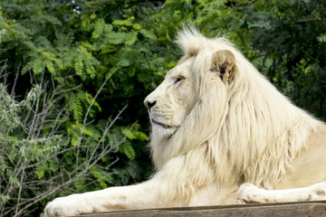 weißer Löwe