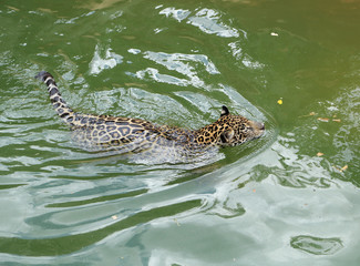 jaguar tiger cat resting and swimming