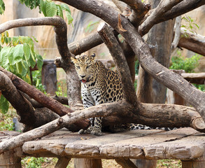 Fototapeta na wymiar leopard resting