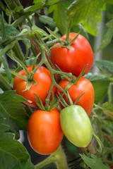 Branch growing tomatoes plum varieties